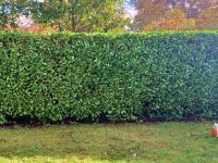 Hedge Trimming Service Job In Pulborough, West Sussex