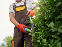 Hedge Cutting Service