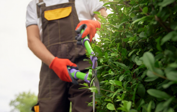 Hedge Cutting Service