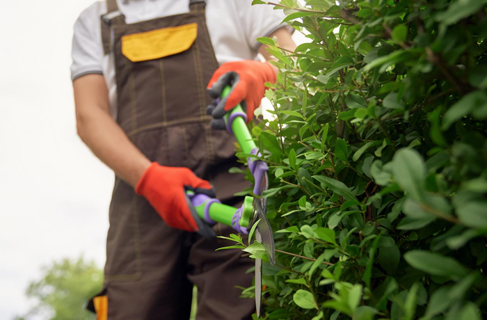 Hedge Cutting Service