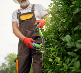Hedge Cutting Service