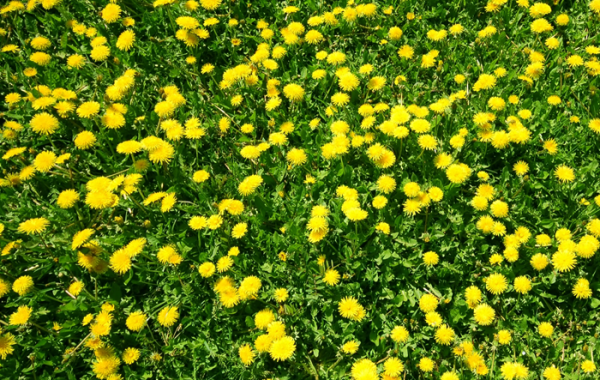 Weed Control Service