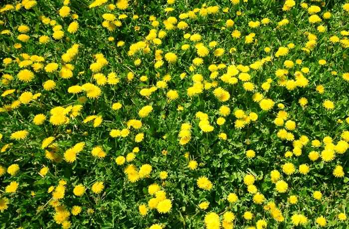 Weed Control Service