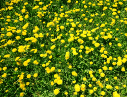 Weed Control Service