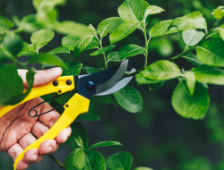 Pruning Service
