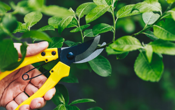 Pruning Service