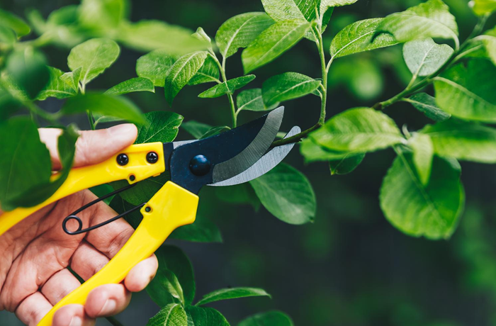 Pruning Service